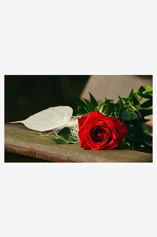 玫瑰花花束照片情人节素材