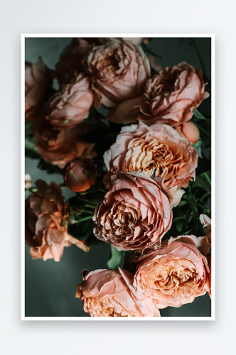 玫瑰花花朵摄影浪漫情人节
