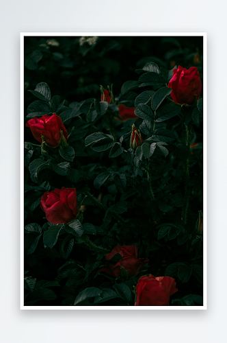玫瑰花花朵摄影浪漫情人节