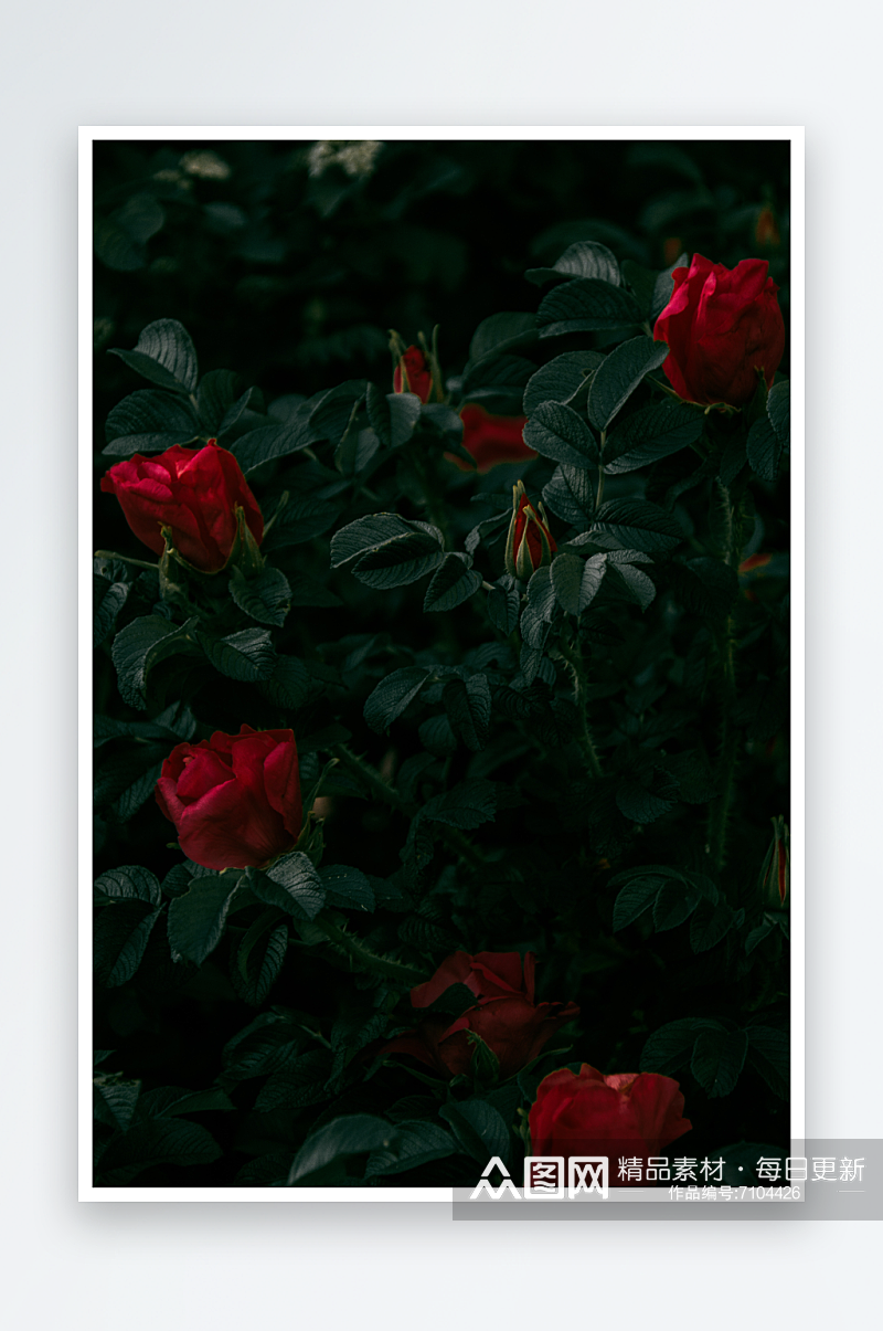 玫瑰花花朵摄影浪漫情人节素材