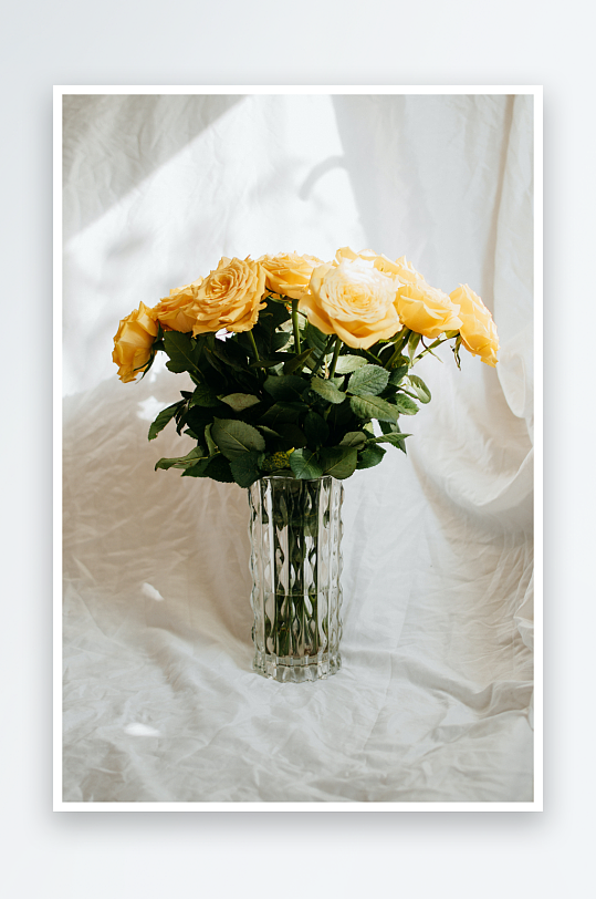 玫瑰花花朵摄影浪漫情人节白色背景