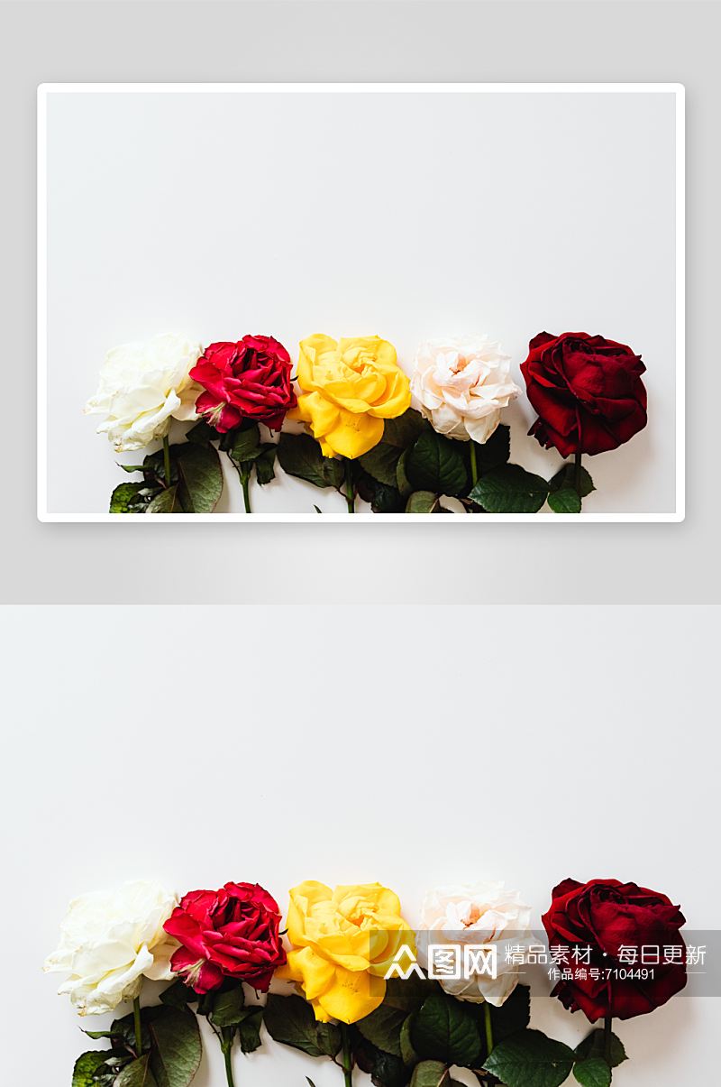 玫瑰花花朵摄影浪漫情人节白色背景素材
