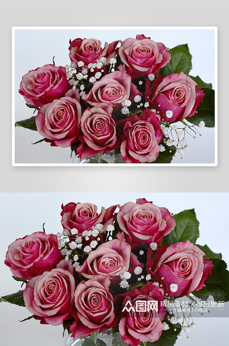 玫瑰花花朵摄影浪漫情人节白色背景素材