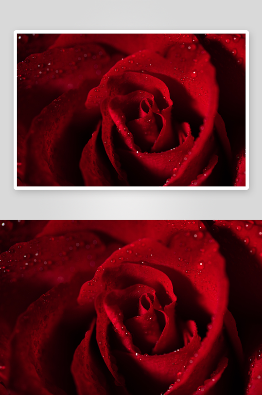 玫瑰花花束主题背景高级感