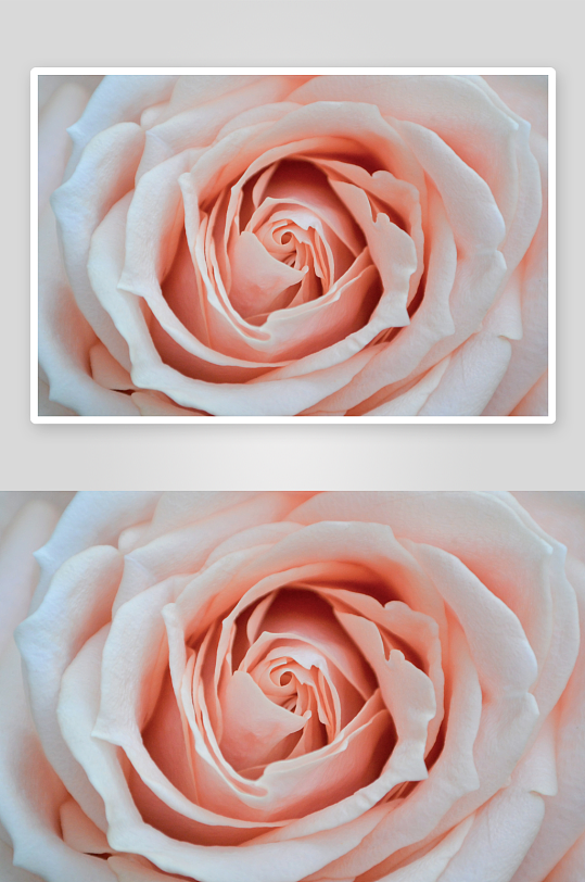 玫瑰花花束主题背景高级感