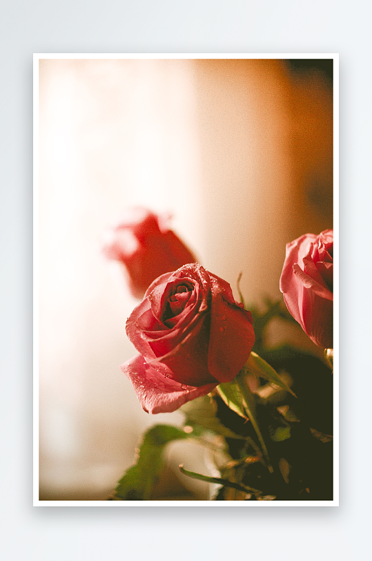 玫瑰花花束主题背景高级感