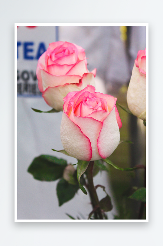 玫瑰花花束主题背景高级感