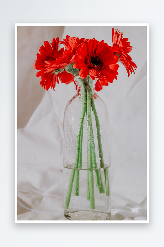 玫瑰花花束主题背景高级感