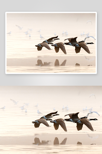 动物摄影飞翔鸟类