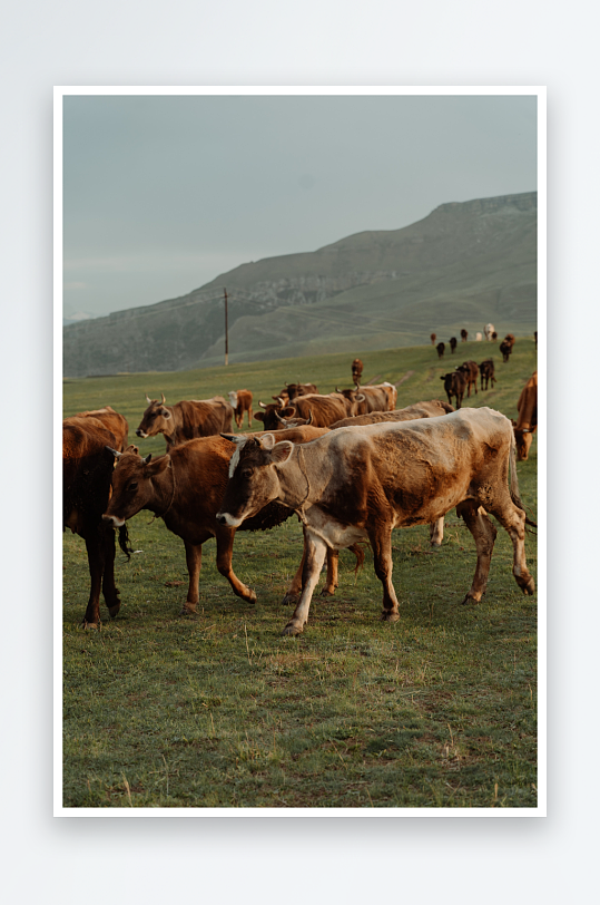 动物农村耕种牛摄影素材