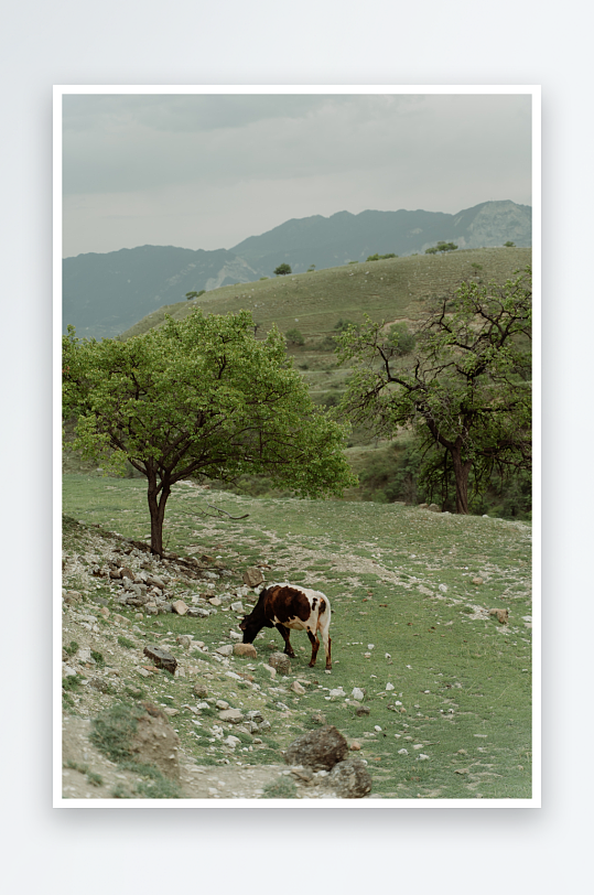 动物农村耕种牛摄影素材