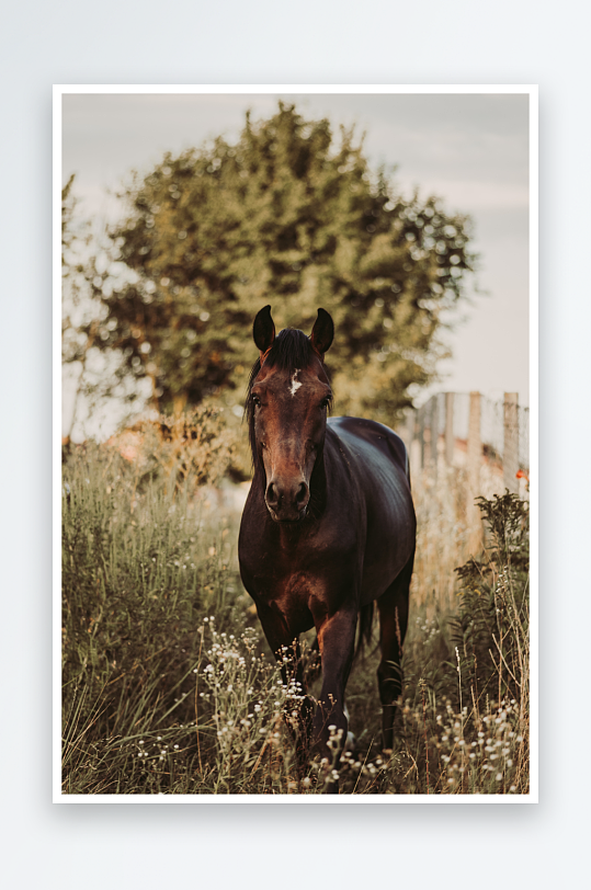 动物马烈马骑马摄影素材