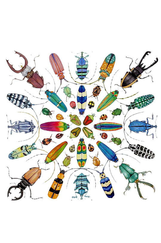 昆虫大集合卡通手绘设计元素