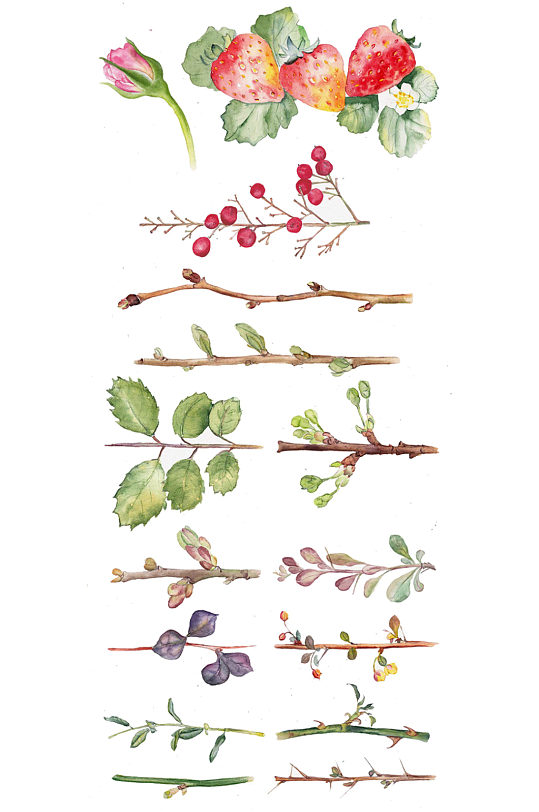 手绘插画水墨草莓和各种花枝植物免抠元素