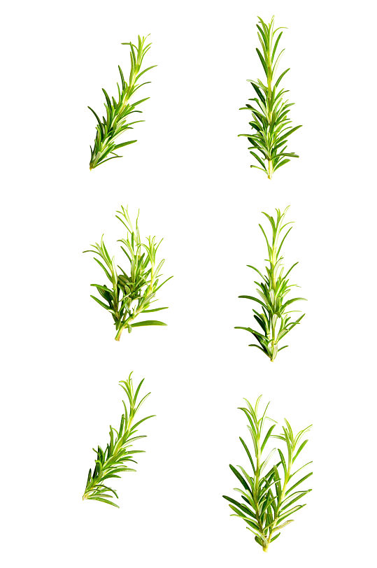 小草创意绿色的植物效果免抠元素