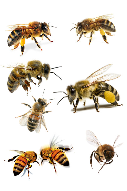 七种样式蜜蜂动物免抠元素