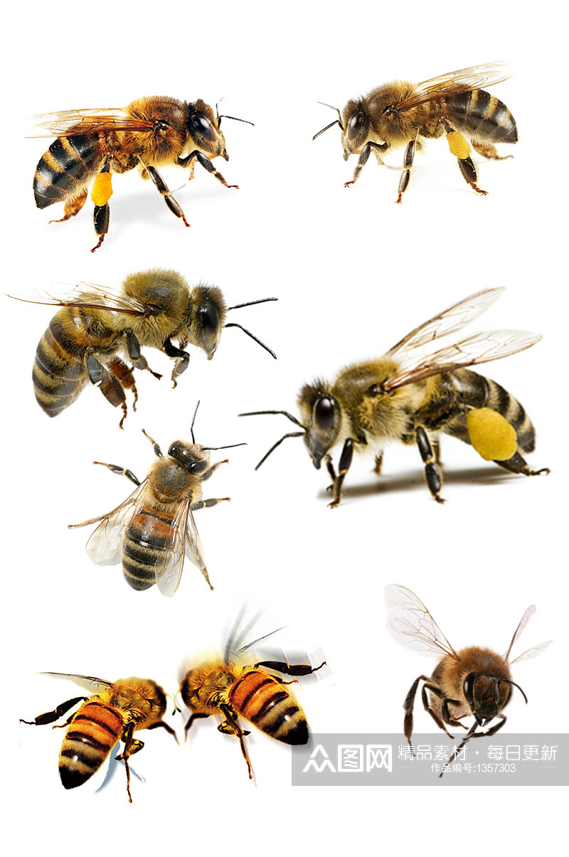 七种样式蜜蜂动物免抠元素素材