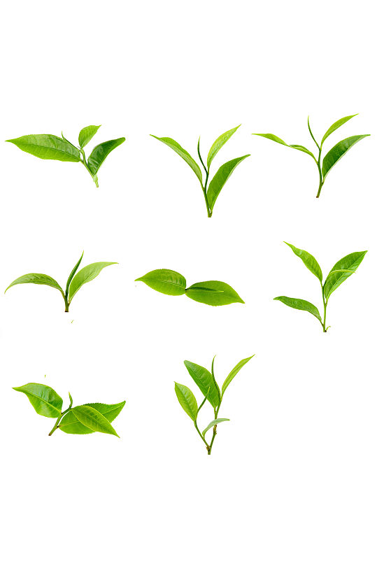 茶叶清晰绿色清新装饰免抠元素