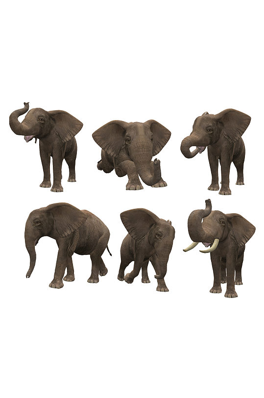 六个视角的的免扣大象动物装饰免抠元素