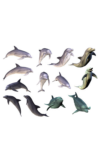 海豚游泳姿势海洋动物装饰免抠元素