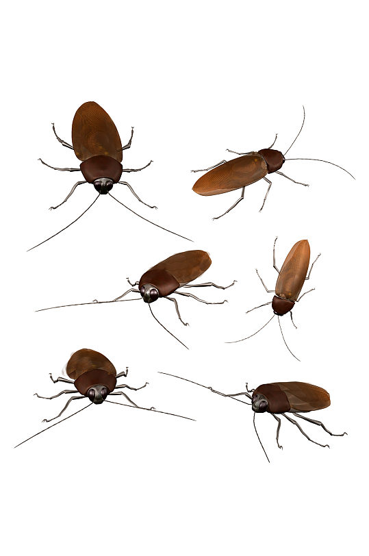 各种姿势的蟑螂昆虫害虫免抠元素