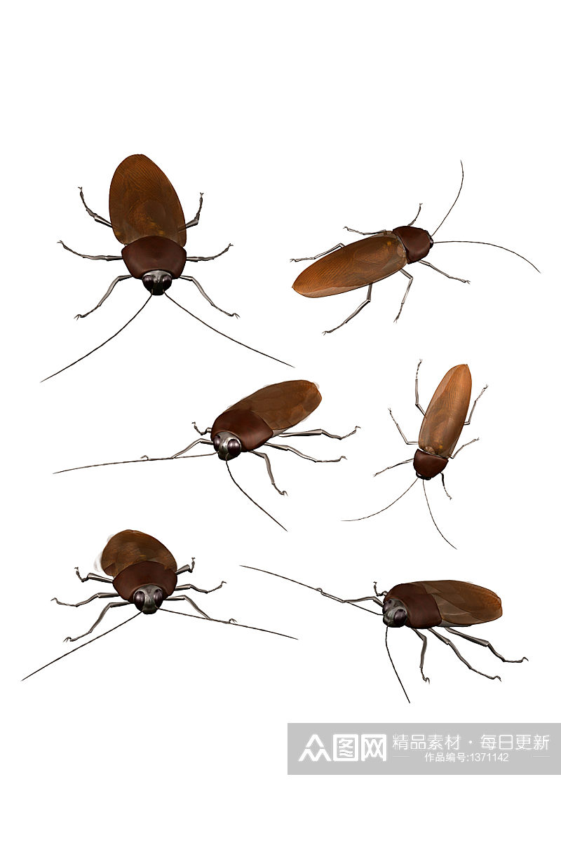 各种姿势的蟑螂昆虫害虫免抠元素素材