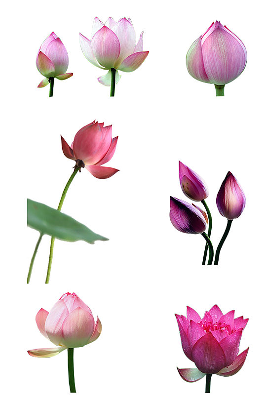 多款花朵荷花花苞合集免抠元素