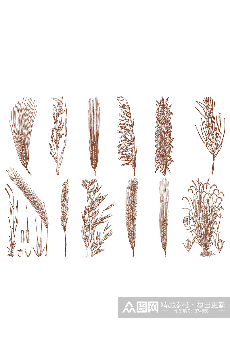 复古手绘风稻谷植物小麦免抠元素素材