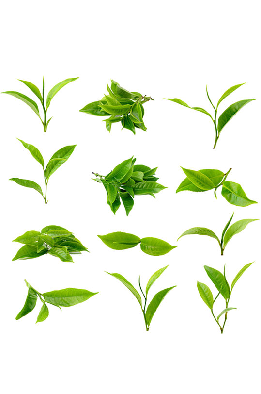 茶叶新鲜绿茶健康有机免抠元素
