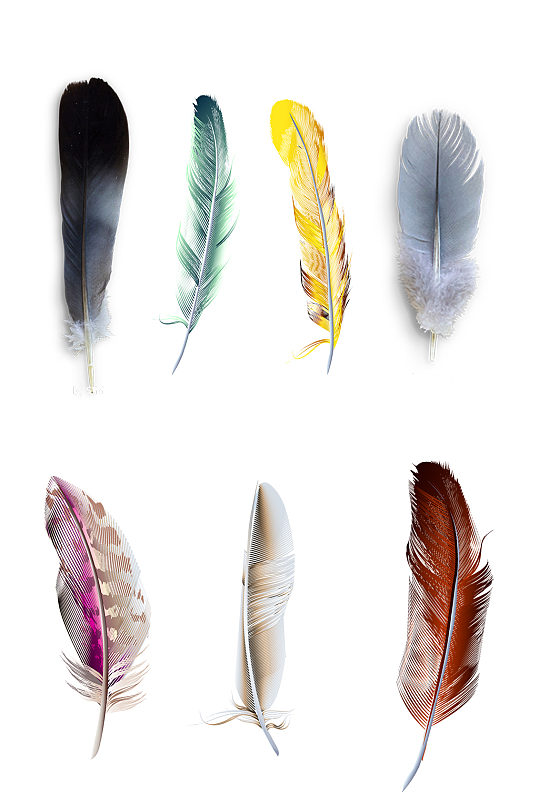 羽毛手绘真实合集免抠元素