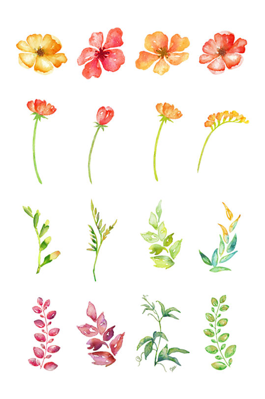 木槿花花朵植物绘画素材免抠元素