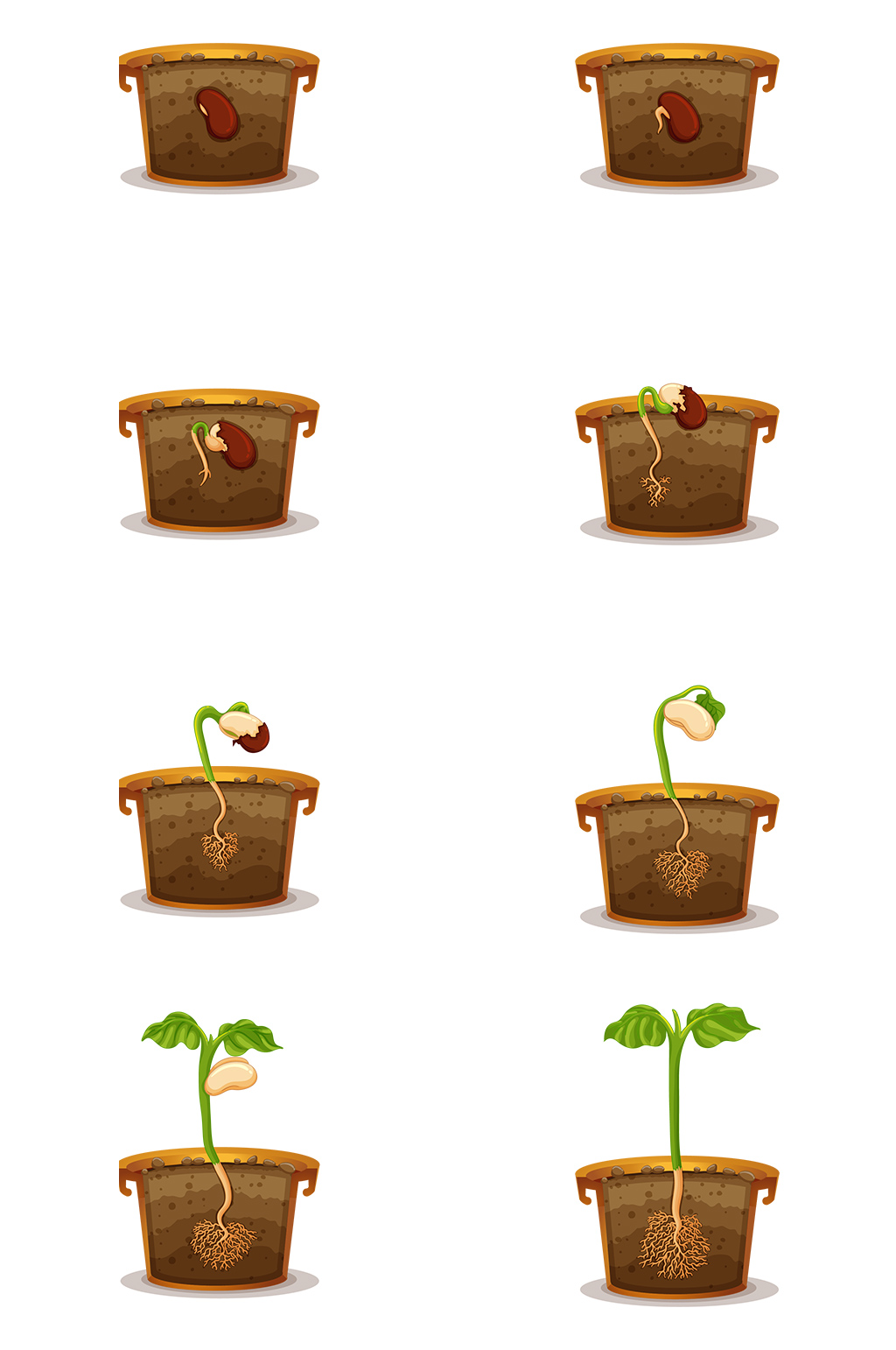 豆子发芽过程卡通图图片