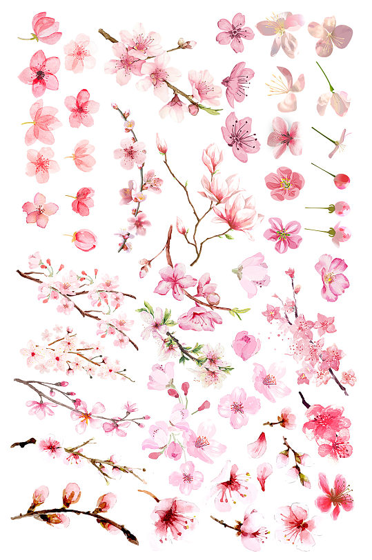 手绘插画水彩花朵植物桃花素材免抠元素