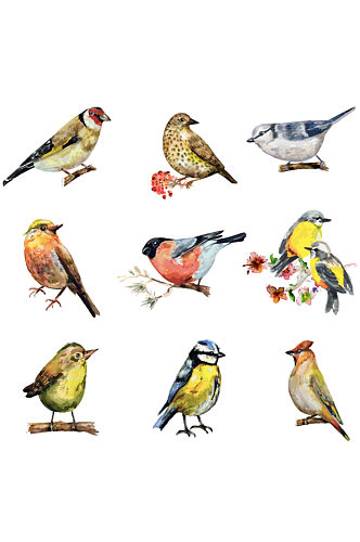 手绘水彩各种小鸟动物免抠元素