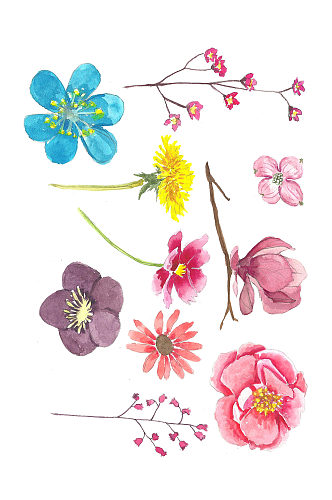 水彩画的彩色花朵花蕾免抠元素