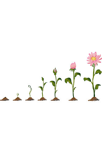 手绘插画菊花植物的生长过程免抠元素