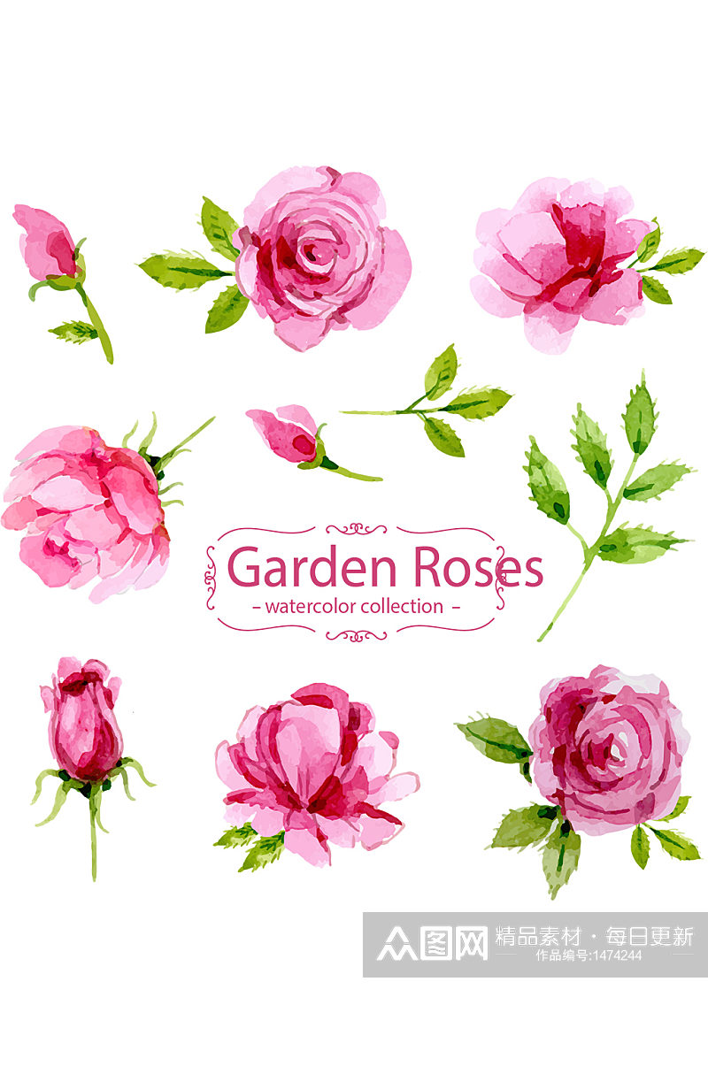 水彩玫粉色美丽玫瑰花植物免抠元素素材