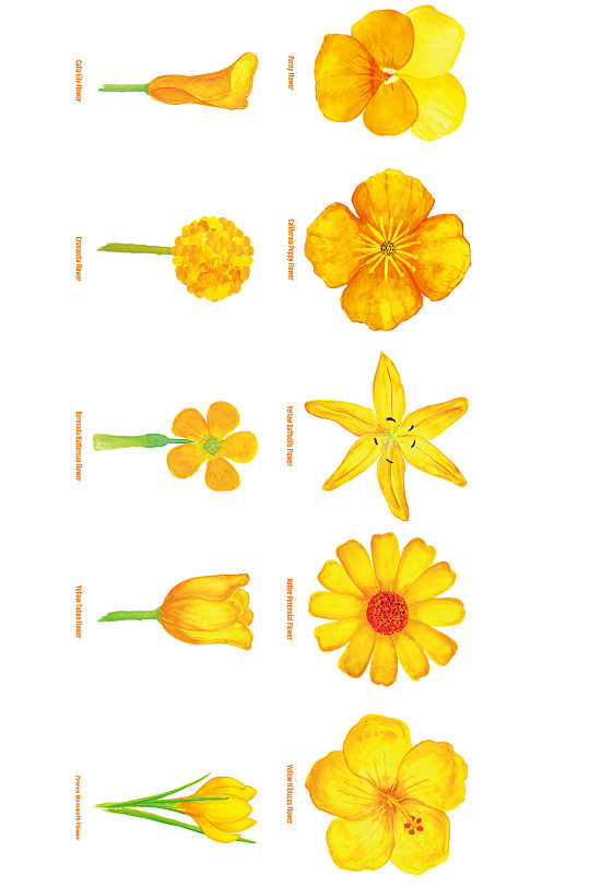矢量水彩黄色花朵植物花蕾合集免抠元素