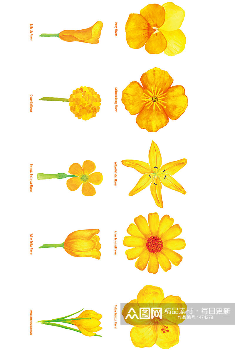 矢量水彩黄色花朵植物花蕾合集免抠元素素材