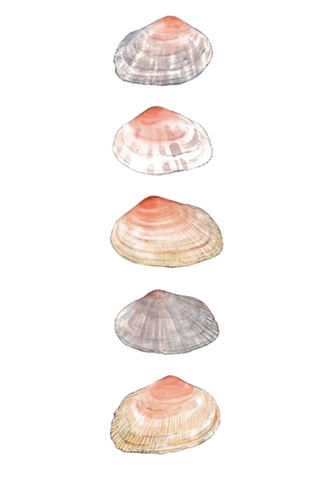 手绘插画水彩海滩装饰贝壳免抠元素素材
