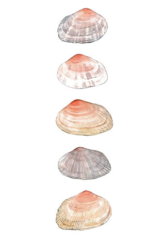 手绘插画水彩海滩装饰贝壳免抠元素