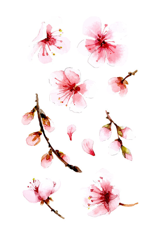 矢量水彩插画腊梅花朵植物免抠元素
