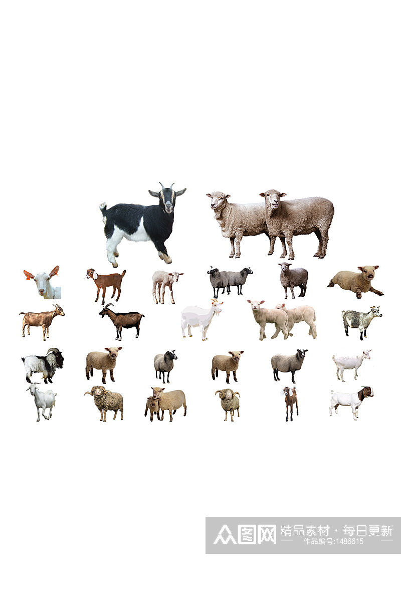 多款动物绵羊山羊免抠元素素材