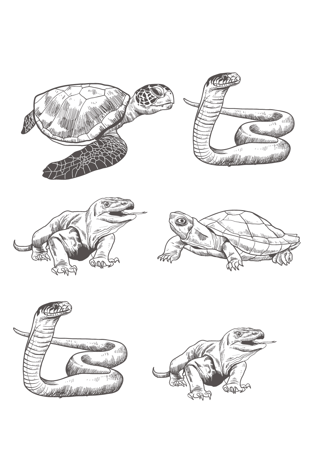 海龟素描简笔插画设计元素
