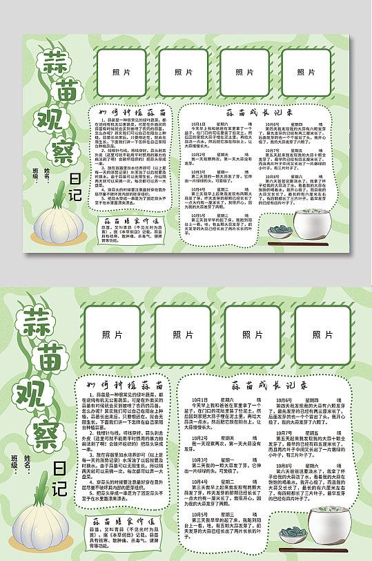 蒜苗观察日记手抄报