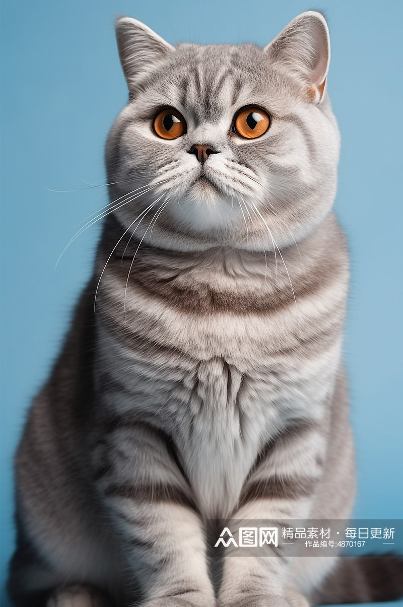 AI数字艺术美国短毛猫真实动物宠物猫模型素材