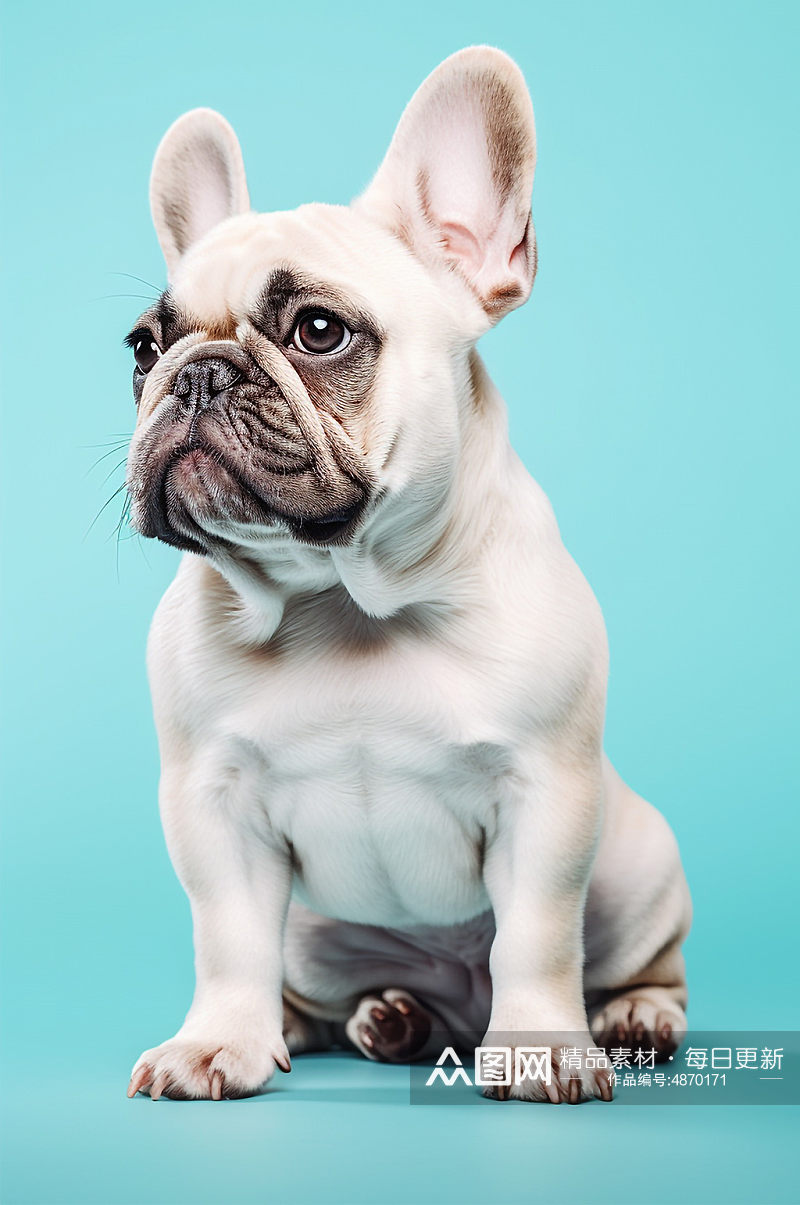 AI数字艺术法兰西斗牛犬动物宠物狗狗摄影图素材