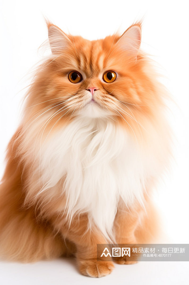 AI数字艺术波斯猫真实动物宠物猫摄影图素材