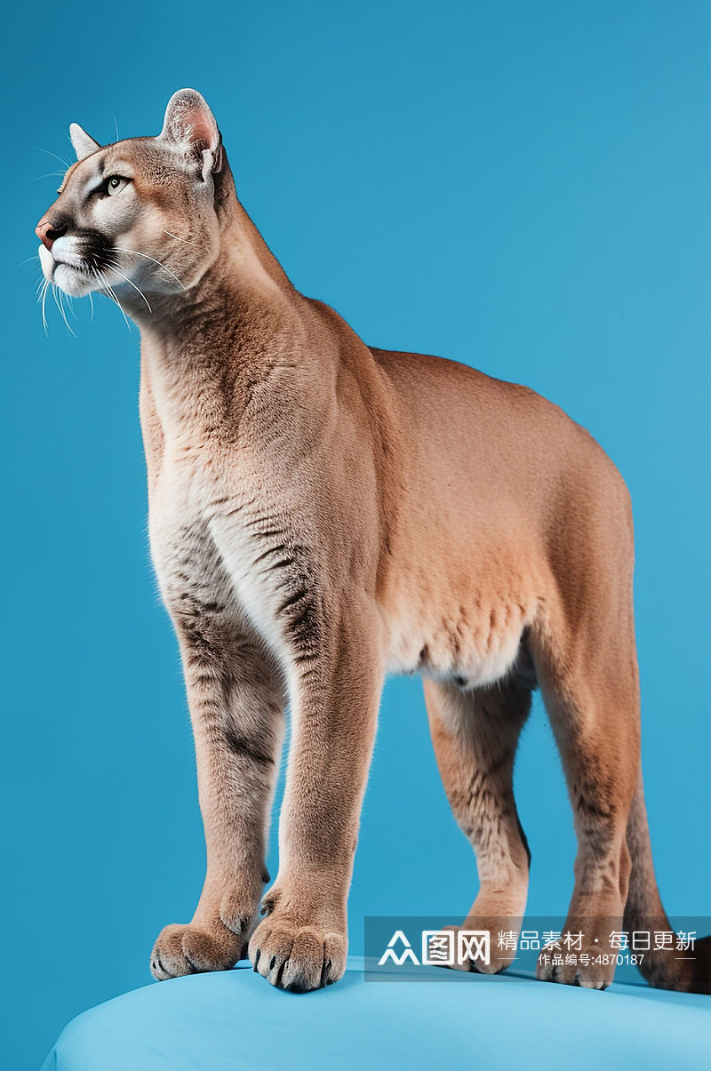 AI数字艺术亚洲金猫红椿豹真实动物猫摄影图素材
