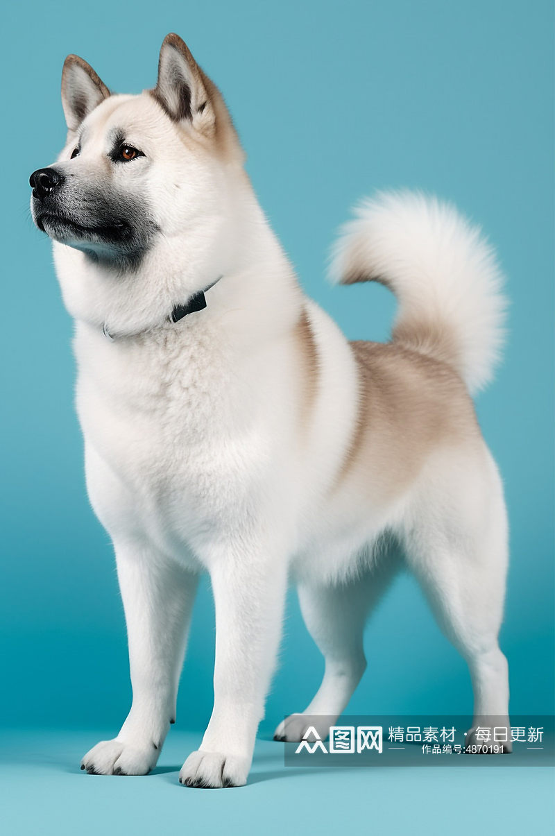 AI数字艺术中华田园犬真实动物宠物狗狗摄影图素材